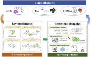 Graphical abstract: Recent advances in decoding biosynthetic pathways and synthetic biology approaches for plant alkaloids