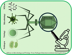 Graphical abstract: MXenes in microbiology and virology: from pathogen detection to antimicrobial applications