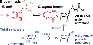 Graphical abstract: Identification and synthesis of 4′-ortho-aminobenzoyl ascarosides as sex pheromones of gonochoristic Caenorhabditis nigoni