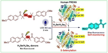 Graphical abstract: Light responsive hydrogen selenide (H2Se)/hydrogen diselenide (H2Se2) donors: applied for protein S-selenylation on PRDX6