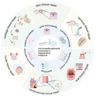 Graphical abstract: Microneedle-mediated exosome delivery: a precision strategy in advanced regenerative medicine