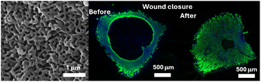 Graphical abstract: Hierarchically porous copper and gallium loaded sol–gel phosphate glasses for enhancement of wound closure