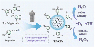Graphical abstract: Surface-engineered carbon dots as green and efficient nanoscavengers with dual protective functions against oxidative stress