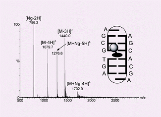 Graphical abstract: Electrospray ionisation mass spectrometric detection of weak non-covalent interactions in nogalamycin–DNA complexes