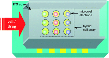 Graphical abstract: Entrapment and measurement of a biologically functionalized microbead with a microwell electrode