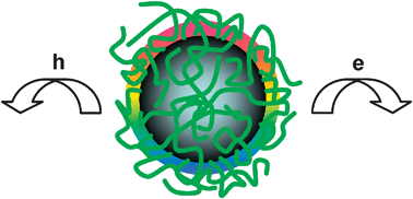 Graphical abstract: Photoinduced electron transfers with carbon dots