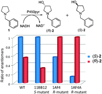 Graphical abstract: Inverting the enantioselectivity of P450pyr monooxygenase by directed evolution