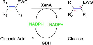 Graphical abstract: Characterization of xenobiotic reductase A (XenA): study of active site residues, substrate spectrum and stability
