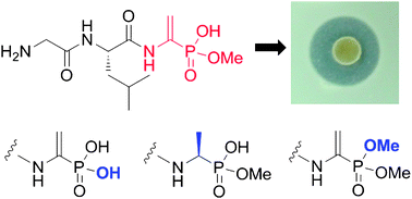 Graphical abstract: Structure–activity relationships of the phosphonate antibiotic dehydrophos