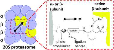 Graphical abstract: Probing the proteasome cavity in three steps: bio-orthogonal photo-reactive suicide substrates