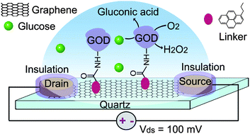 Graphical abstract: Nanoelectronic biosensors based on CVD grown graphene