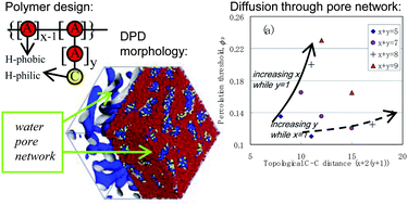 Graphical abstract: Percolation thresholds in hydrated amphiphilic polymer membranes
