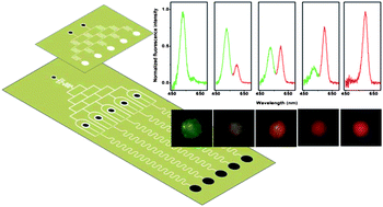 Graphical abstract: Integrated parallel microfluidic device for simultaneous preparation of multiplex optical-encoded microbeads with distinct quantum dot barcodes