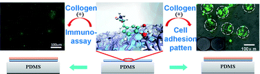 Graphical abstract: l-3,4-dihydroxyphenylalanine-collagen modified PDMS surface for controlled cell culture