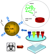 Graphical abstract: Fluorescent nanohybrids: quantum dots coupled to polymer recombinant protein conjugates for the recognition of biological hazards