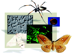 Graphical abstract: Interactions of cells with silk surfaces