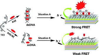 Graphical abstract: Optically amplified DNA detection on self-assembled solid films using conjugated polyelectrolytes