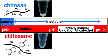 Graphical abstract: Bio-inspired catechol conjugation converts water-insoluble chitosan into a highly water-soluble, adhesive chitosan derivative for hydrogels and LbL assembly