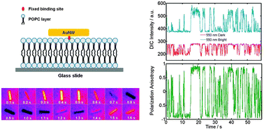 Graphical abstract: Differential interference contrast microscopy imaging of micrometer-long plasmonic nanowires