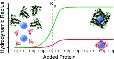 Graphical abstract: Protein corona formation around nanoparticles – from the past to the future