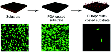 Graphical abstract: Nanoscale engineering of low-fouling surfaces through polydopamine immobilisation of zwitterionic peptides