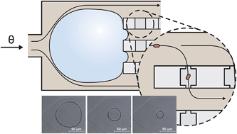 Graphical abstract: Rapid inoculation of single bacteria into parallel picoliter fermentation chambers