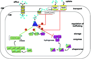 Graphical abstract: Ni2+ chemistry in pathogens – a possible target for eradication