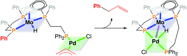 Graphical abstract: A molybdenum complex bearing a tetraphosphine ligand as a precursor for heterobimetallic complexes