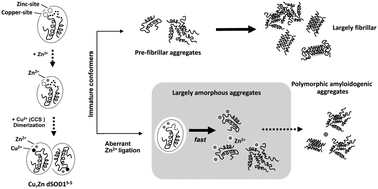 Graphical abstract: Aberrant zinc binding to immature conformers of metal-free copper–zinc superoxide dismutase triggers amorphous aggregation