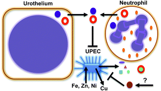 Graphical abstract: Back to the metal age: battle for metals at the host–pathogen interface during urinary tract infection