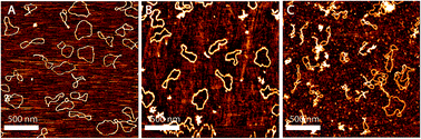 Graphical abstract: Effect of YOYO-1 on the mechanical properties of DNA