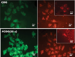 Graphical abstract: Reduction in oxidative stress during cellular responses to chemically functionalised graphene