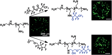 Graphical abstract: Fluorination on polyethylenimine allows efficient 2D and 3D cell culture gene delivery