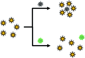 Graphical abstract: Rapid screening of antibody–antigen binding using dynamic light scattering (DLS) and gold nanoparticles