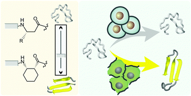 Graphical abstract: Foldameric probes for membrane interactions by induced β-sheet folding