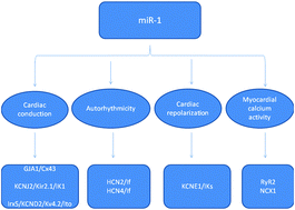 Graphical abstract: The regulatory function of microRNA-1 in arrhythmias