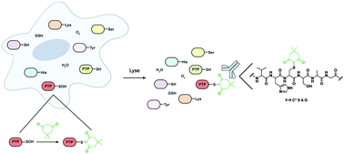 Graphical abstract: An immunochemical approach to detect oxidized protein tyrosine phosphatases using a selective C-nucleophile tag