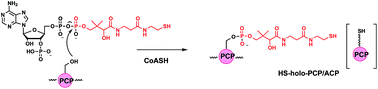 Graphical abstract: Insights into the chemical logic and enzymatic machinery of NRPS assembly lines