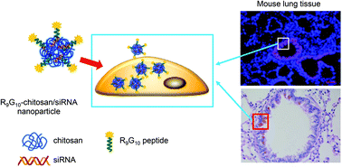 Graphical abstract: The spacer arm length in cell-penetrating peptides influences chitosan/siRNA nanoparticle delivery for pulmonary inflammation treatment
