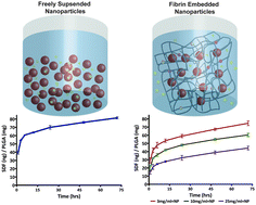 Graphical abstract: Tunable controlled release of bioactive SDF-1α via specific protein interactions within fibrin/nanoparticle composites