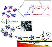 Graphical abstract: Characterization and optimization of pH-responsive polymer nanoparticles for drug delivery to oral biofilms