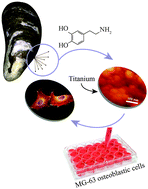 Graphical abstract: Evaluation of the direct effects of poly(dopamine) on the in vitro response of human osteoblastic cells