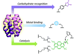 Graphical abstract: β-Peptide bundles: Design. Build. Analyze. Biosynthesize.