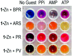 Graphical abstract: Quantitative analysis of modeled ATP hydrolysis in water by a colorimetric sensor array