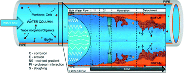 Graphical abstract: Characterising and understanding the impact of microbial biofilms and the extracellular polymeric substance (EPS) matrix in drinking water distribution systems