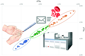 Graphical abstract: Iron isotopic analysis of finger-prick and venous blood by multi-collector inductively coupled plasma-mass spectrometry after volumetric absorptive microsampling