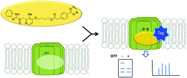 Graphical abstract: Benzimidazole covalent probes and the gastric H+/K+-ATPase as a model system for protein labeling in a copper-free setting