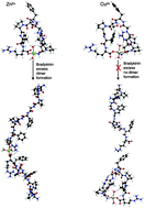 Graphical abstract: Copper, differently from zinc, affects the conformation, oligomerization state and activity of bradykinin