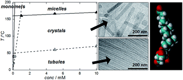 Graphical abstract: On the stability of lithocholate derivative supramolecular tubules