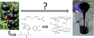 Graphical abstract: Hydrothermal liquefaction of blackcurrant pomace and model molecules: understanding of reaction mechanisms